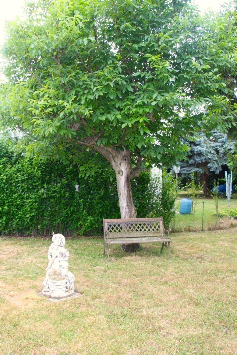 Gartenbereich mit altem Baum, Holzbank und grüner Hecke, ideal zum Entspannen.