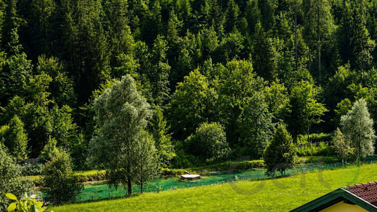 Dichter Wald und grüne Wiesen mit einem kleinen Teich unter strahlendem Himmel.