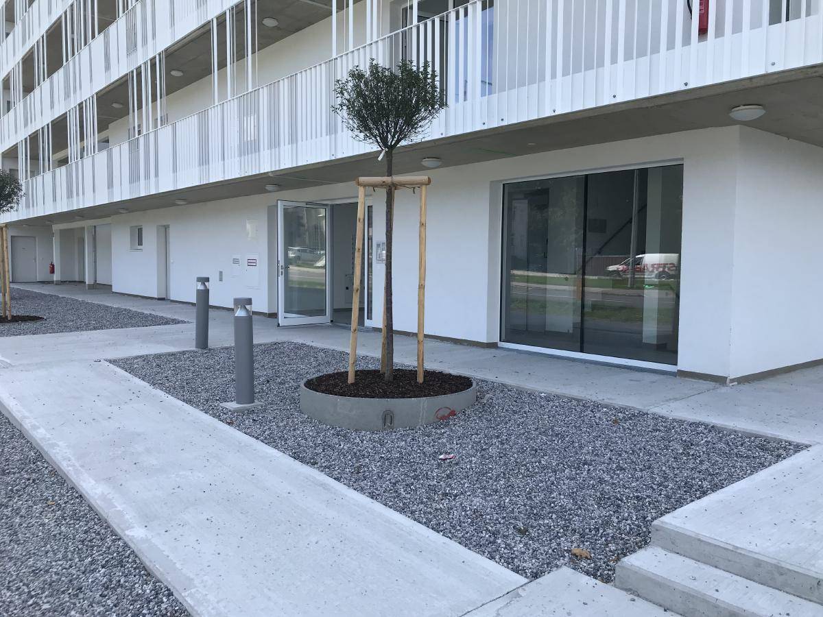 Erdgeschoss eines modernen Gebäudes mit großen Fenstern, Kiesweg und jungem Baum.