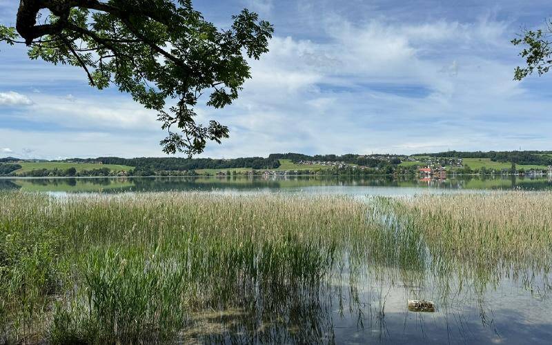 Weitblick über einen See mit Schilf im Vordergrund, sanften Hügeln am Horizont und bewölktem Himmel.