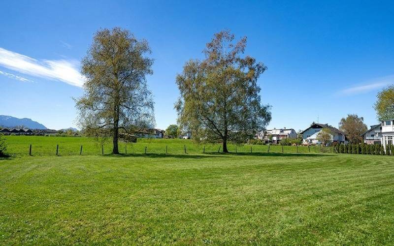 Weitläufige grüne Wiese mit zwei großen Bäumen und Häusern im Hintergrund unter blauem Himmel.