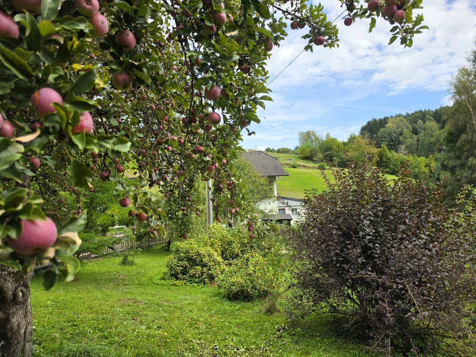Idyllischer Garten mit Apfelbäumen und weitem Blick über grüne Hügel und Wälder.