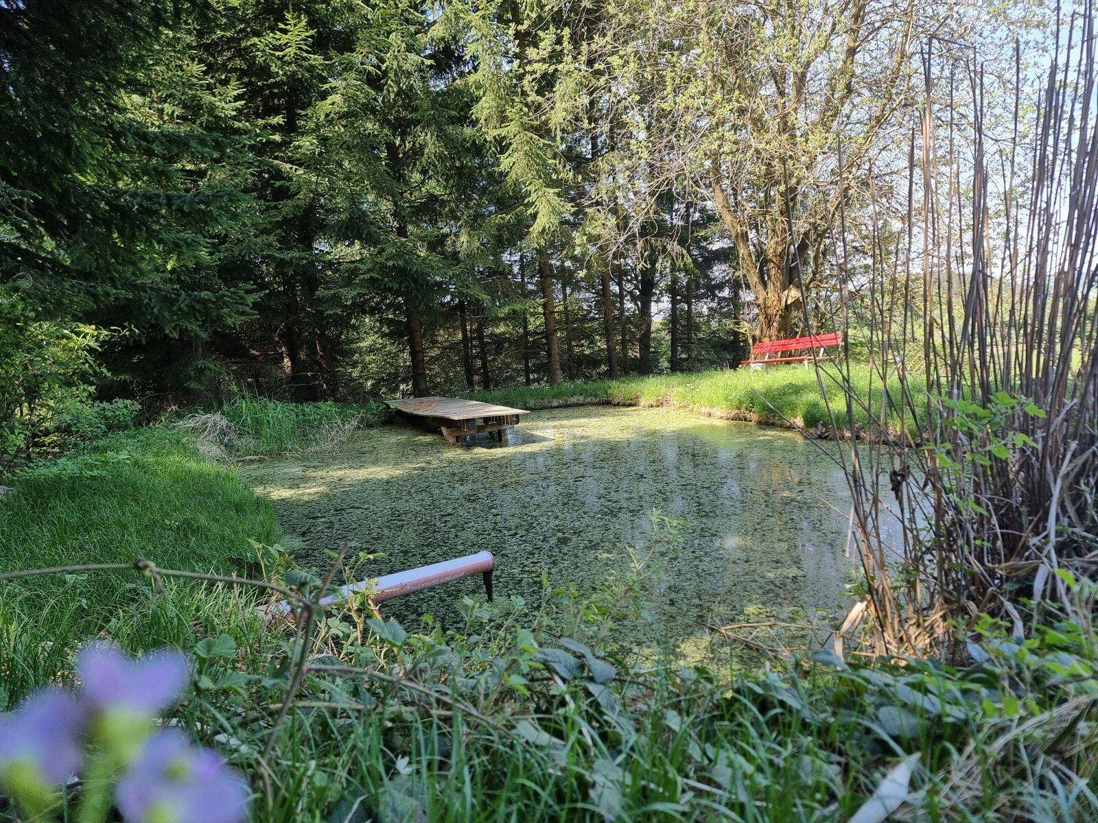 Natürlicher Teichbereich mit Holzsteg, umgeben von Bäumen und üppiger Vegetation.