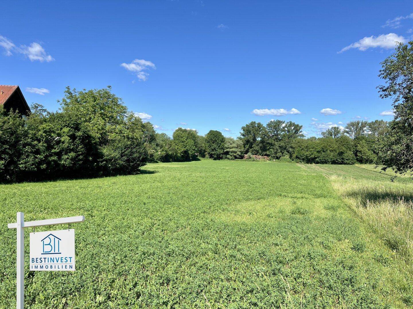 Ausgedehntes grünes Feld unter klarem blauem Himmel, begrenzt von einer Baumreihe in der Ferne.