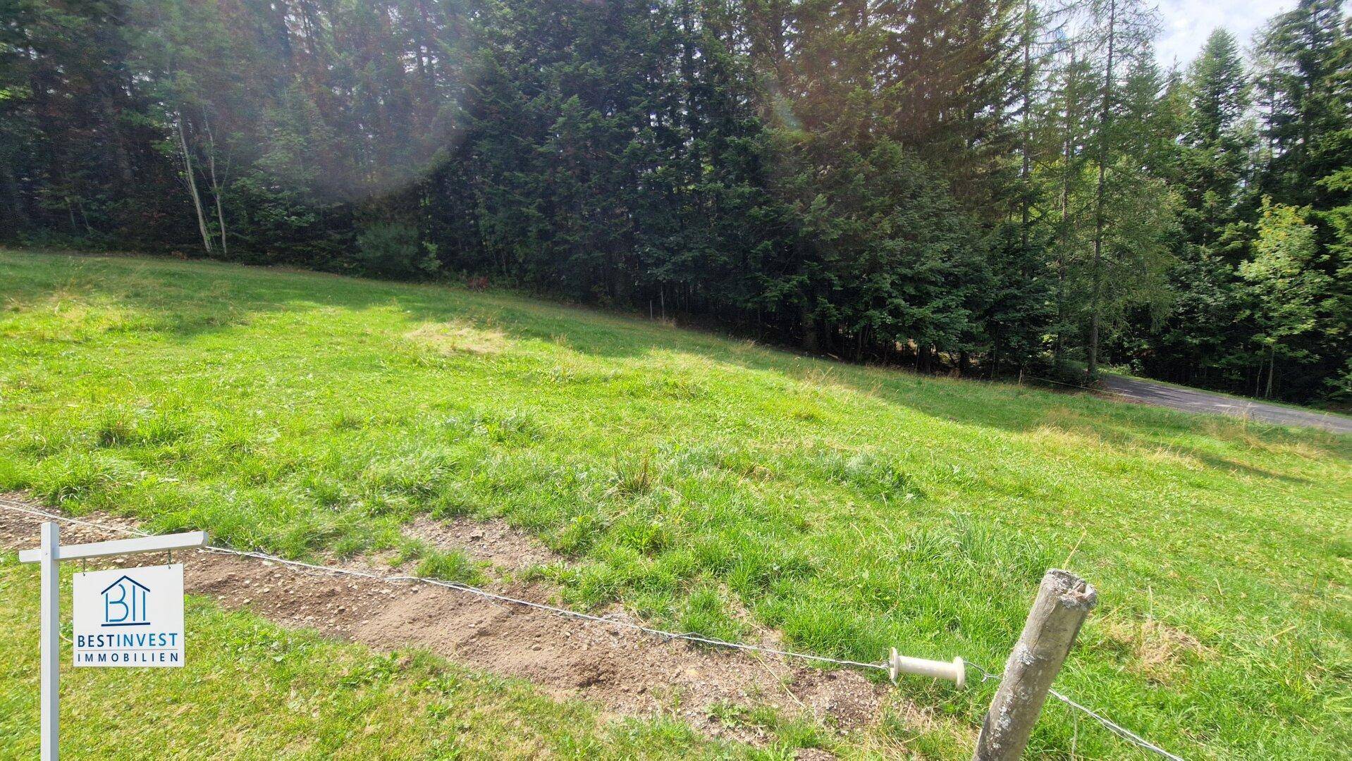 Weitläufige grüne Wiese mit Waldrand im Hintergrund, ideal für Naturfreunde.