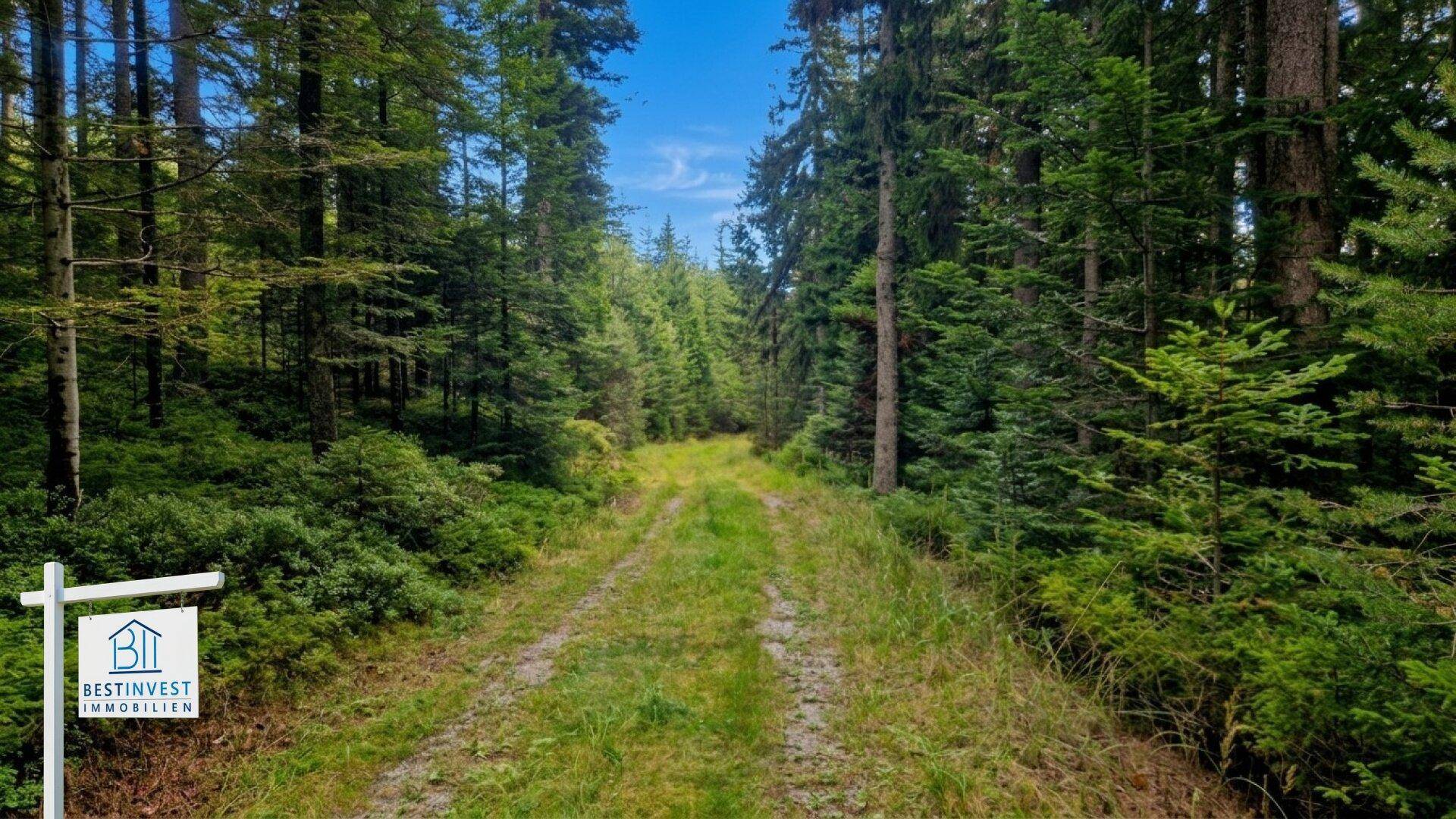 Ein idyllischer Waldweg führt durch dichte Baumreihen und üppiges Grün, umgeben von unberührter Natur.