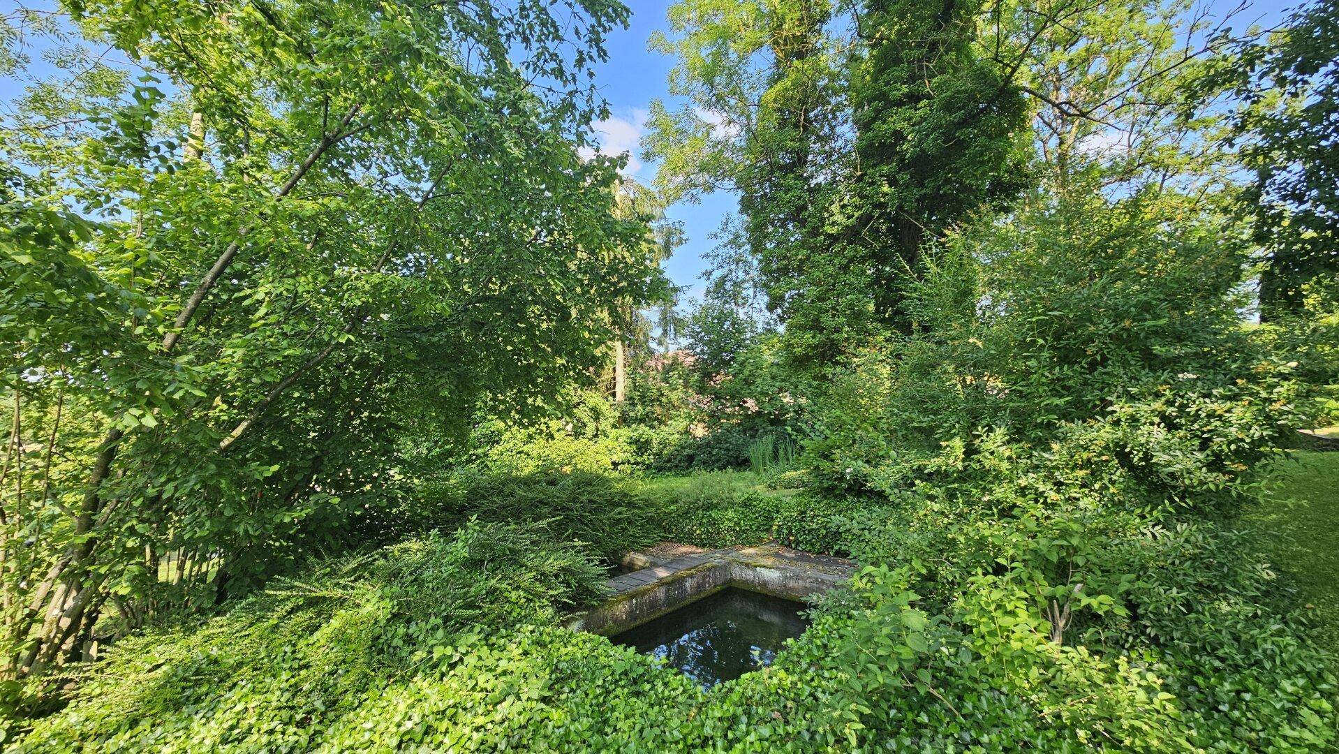 Verwilderter Gartenbereich mit einem kleinen, von Pflanzen überwucherten Teich unter Bäumen.