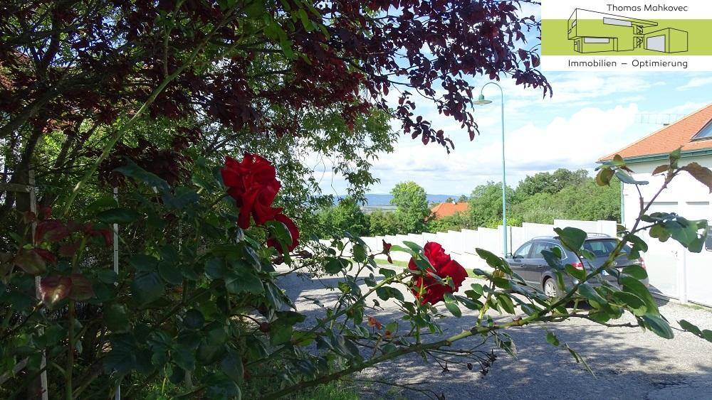 1 Fernblick mit Rosen