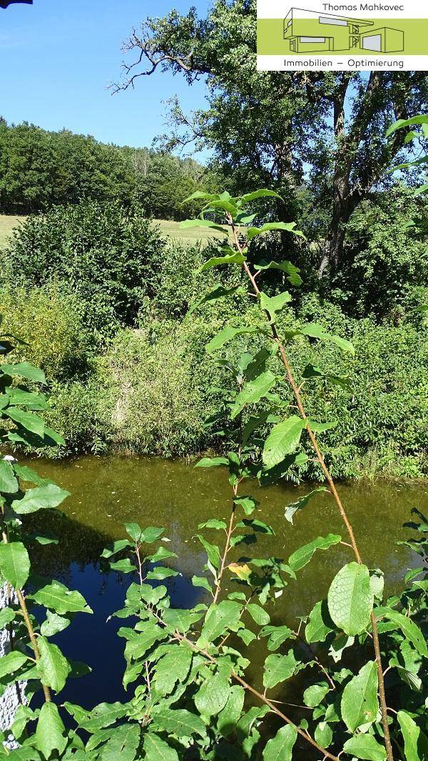 Natürlicher Teich umgeben von üppigem Grün und Bäumen unter blauem Himmel.