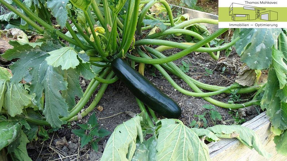 Nahaufnahme einer Zucchinipflanze in einem Hochbeet im Garten.