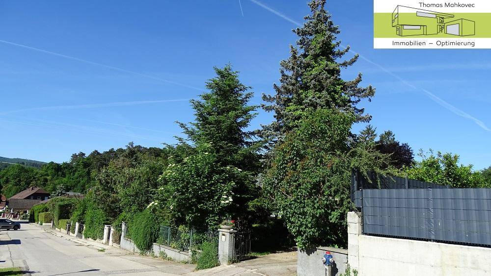 Ruhige Wohnstraße mit üppiger Vegetation, hohen Bäumen und Hecken, die eine grüne Umgebung schaffen.