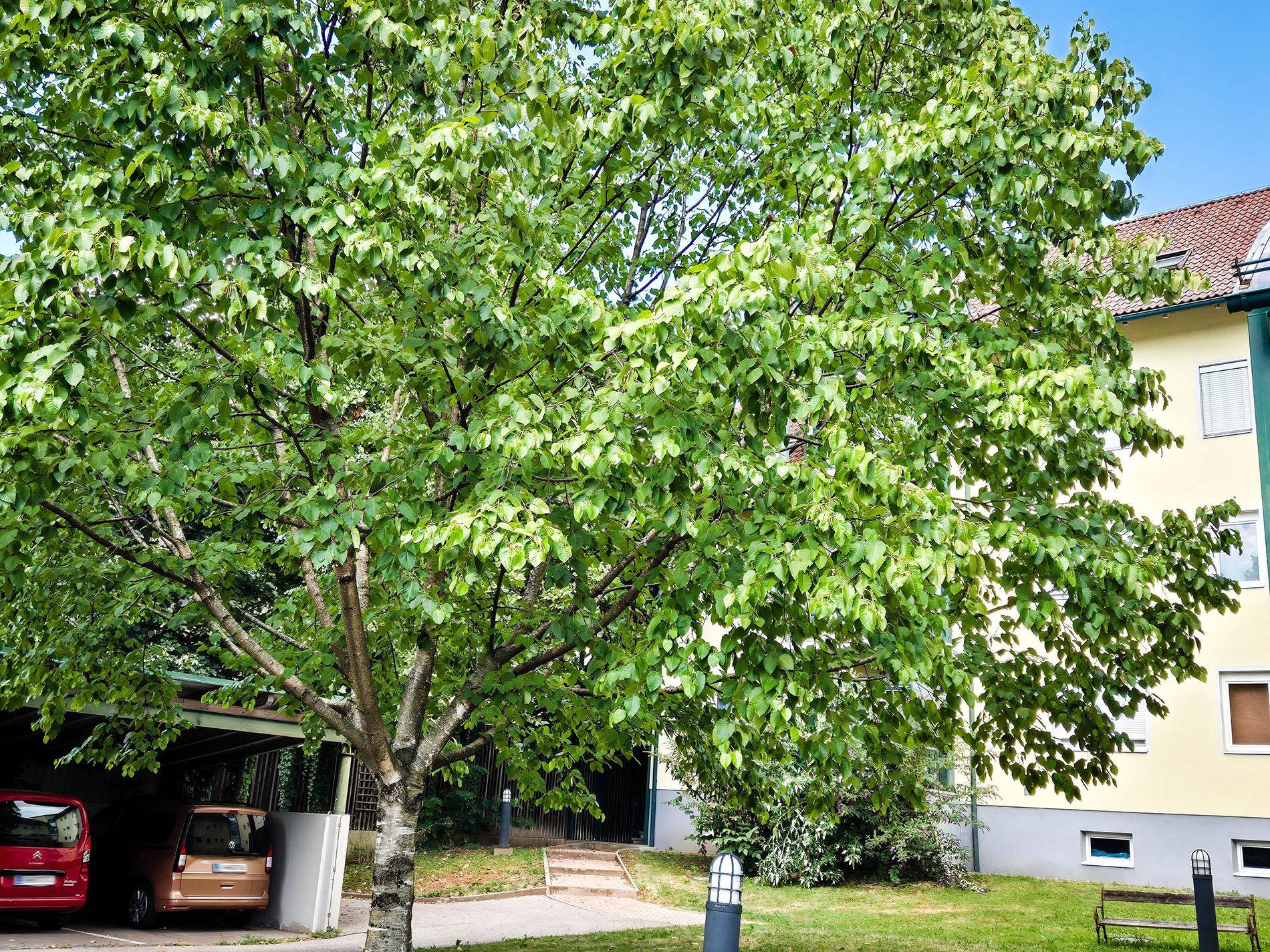 Großer grüner Baum vor einem gelben Gebäude und einem Carport unter blauem Himmel.