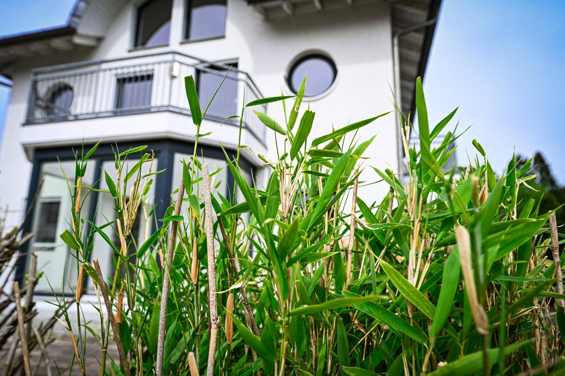 Grüne Pflanzen im Vorgarten mit dem modernen Haus im Hintergrund.