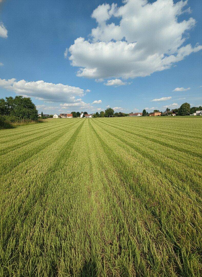 Breites grünes Feld mit gemähtem Gras unter einem sonnigen Himmel mit vereinzelten Wolken und Häusern am Horizont.