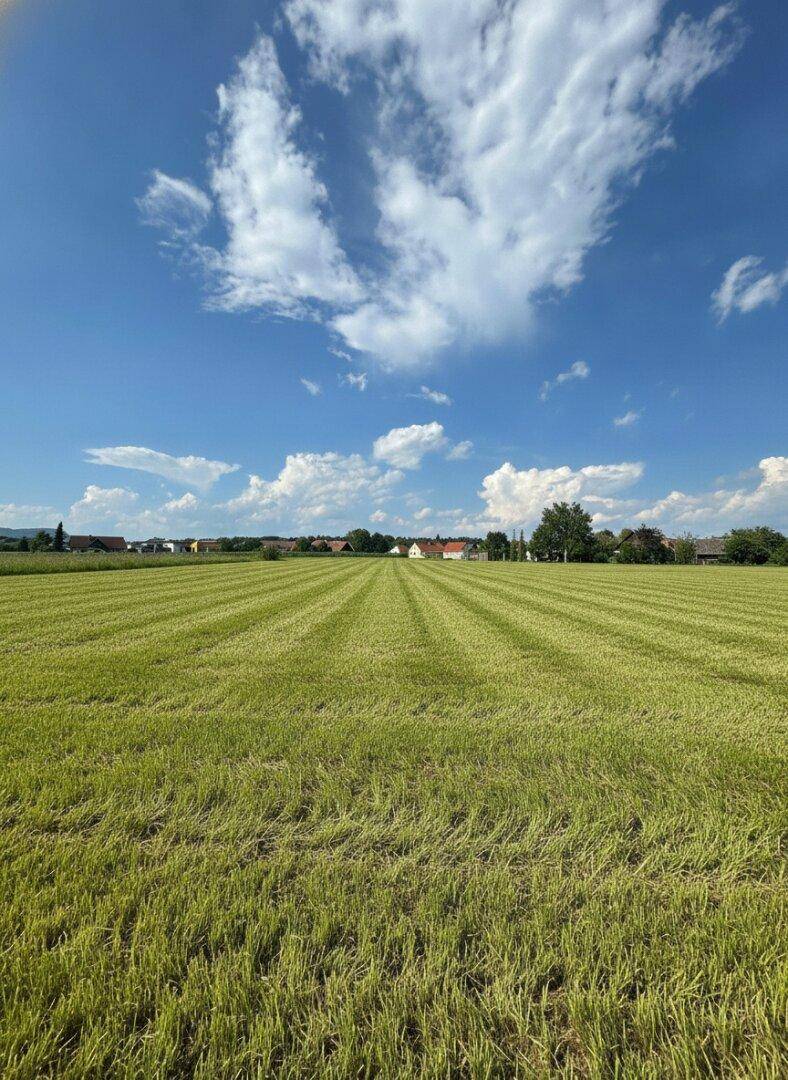 Weitläufiges grünes Feld unter einem strahlend blauen Himmel mit weißen Wolken und Häusern in der Ferne.
