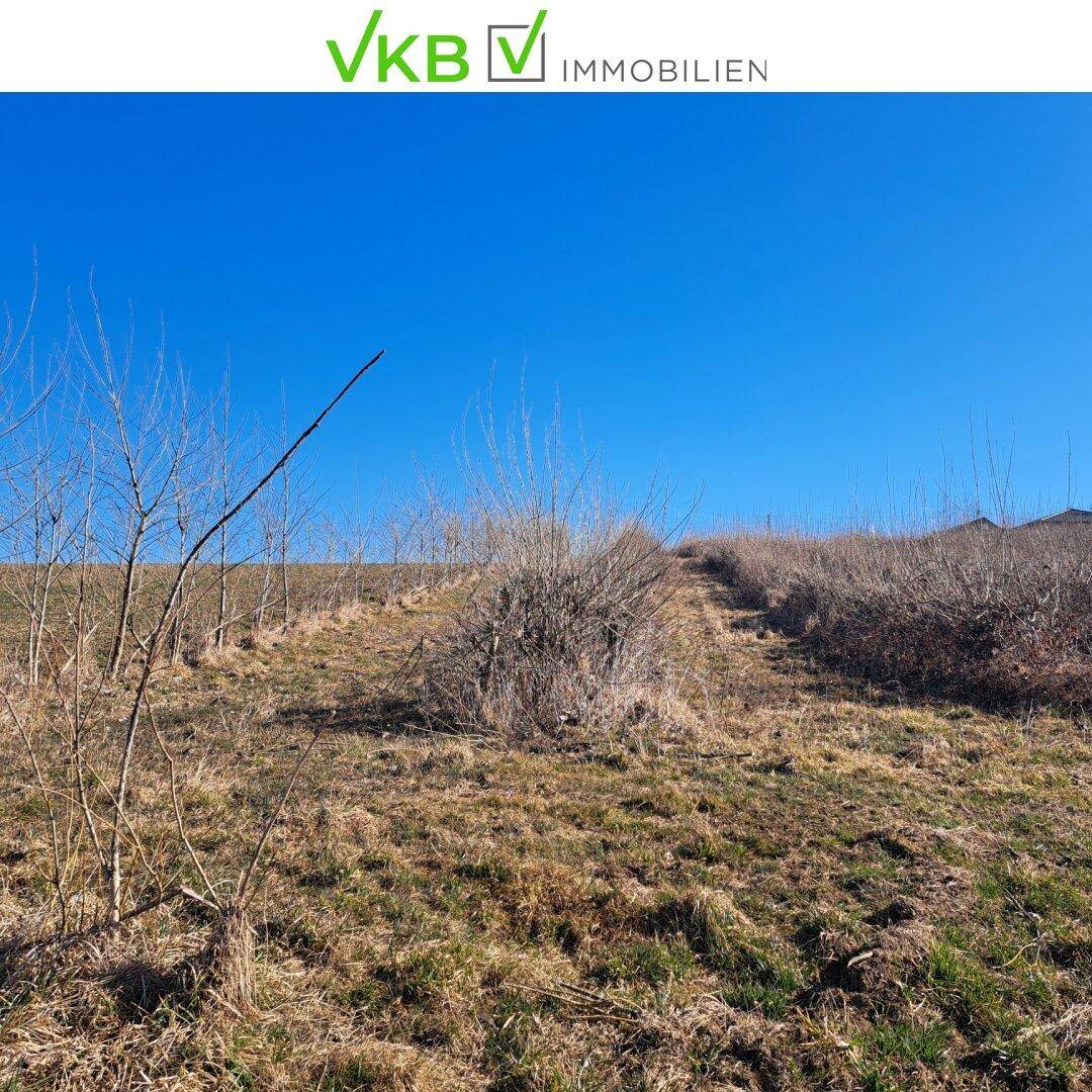 Naturbelassenes Gelände mit trockenem Gras und Sträuchern unter klarem, blauem Himmel.