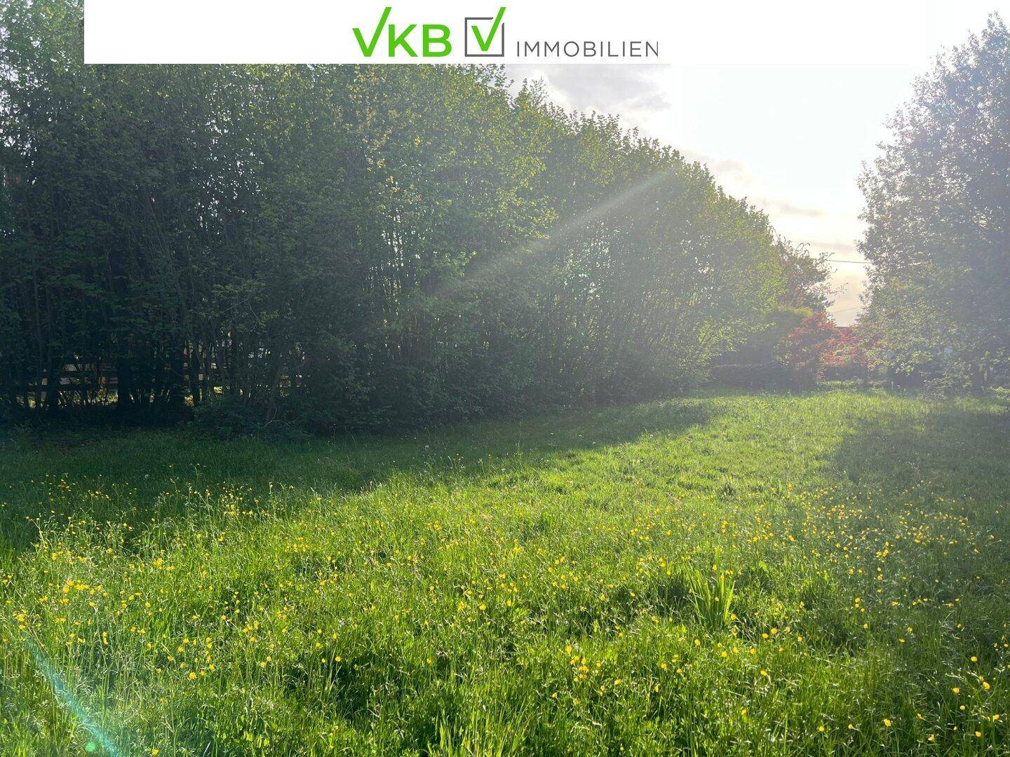 Sonnige grüne Wiese mit hohen Bäumen im Hintergrund, ideal für Erholung und Natur.
