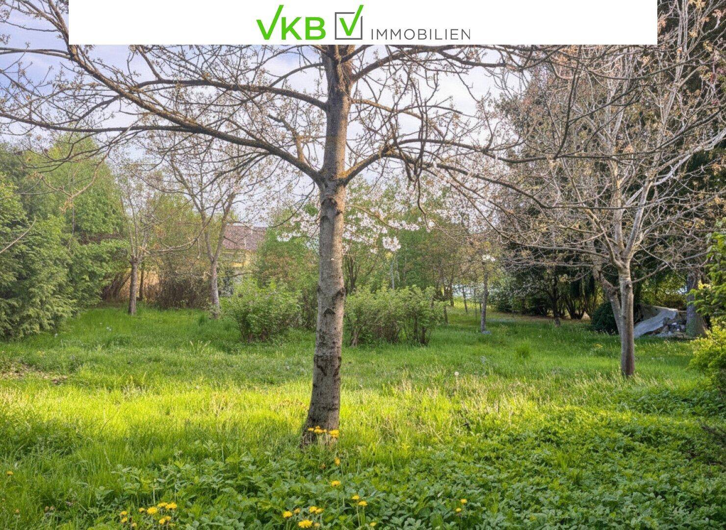 Weitläufige grüne Gartenfläche mit hohen Bäumen und Wiesenbewuchs.