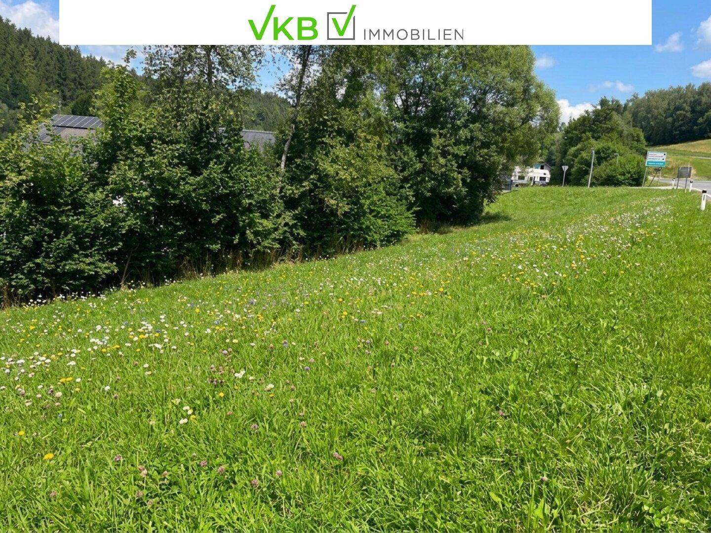 Weitläufige grüne Wiese mit bunten Wildblumen und Bäumen im ländlichen Umfeld.