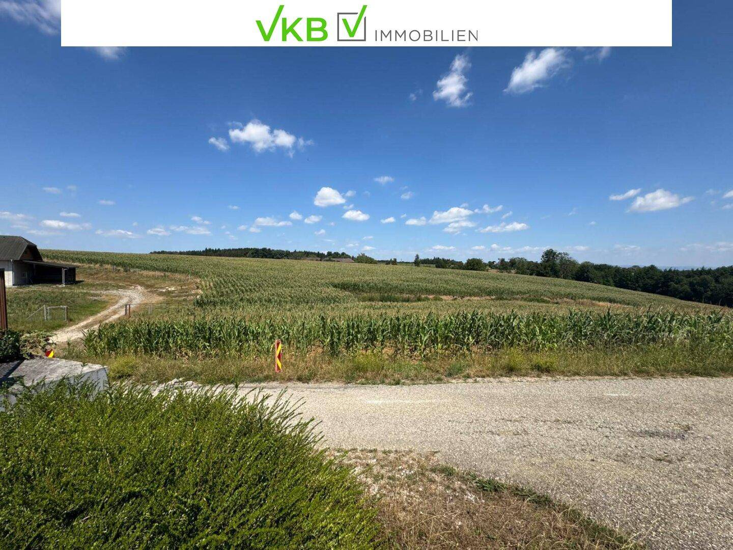 Weitläufige Maisfelder unter blauem Himmel, mit einer Straße im Vordergrund und ländlicher Umgebung.