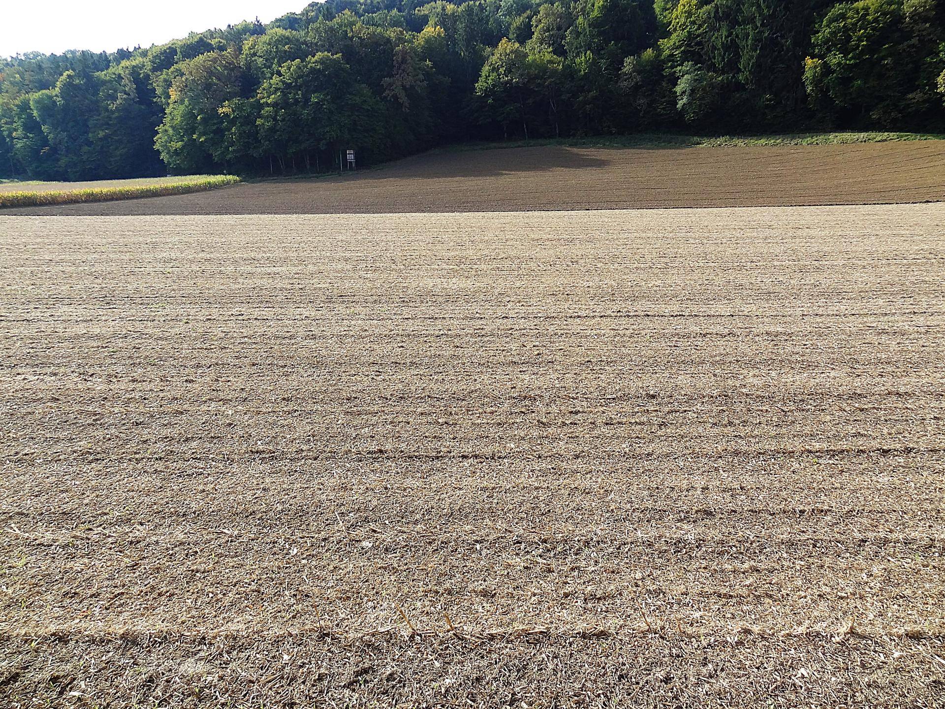 Panoramablick über weite Felder und einen dichten Wald, der eine idyllische Landschaft zeigt.