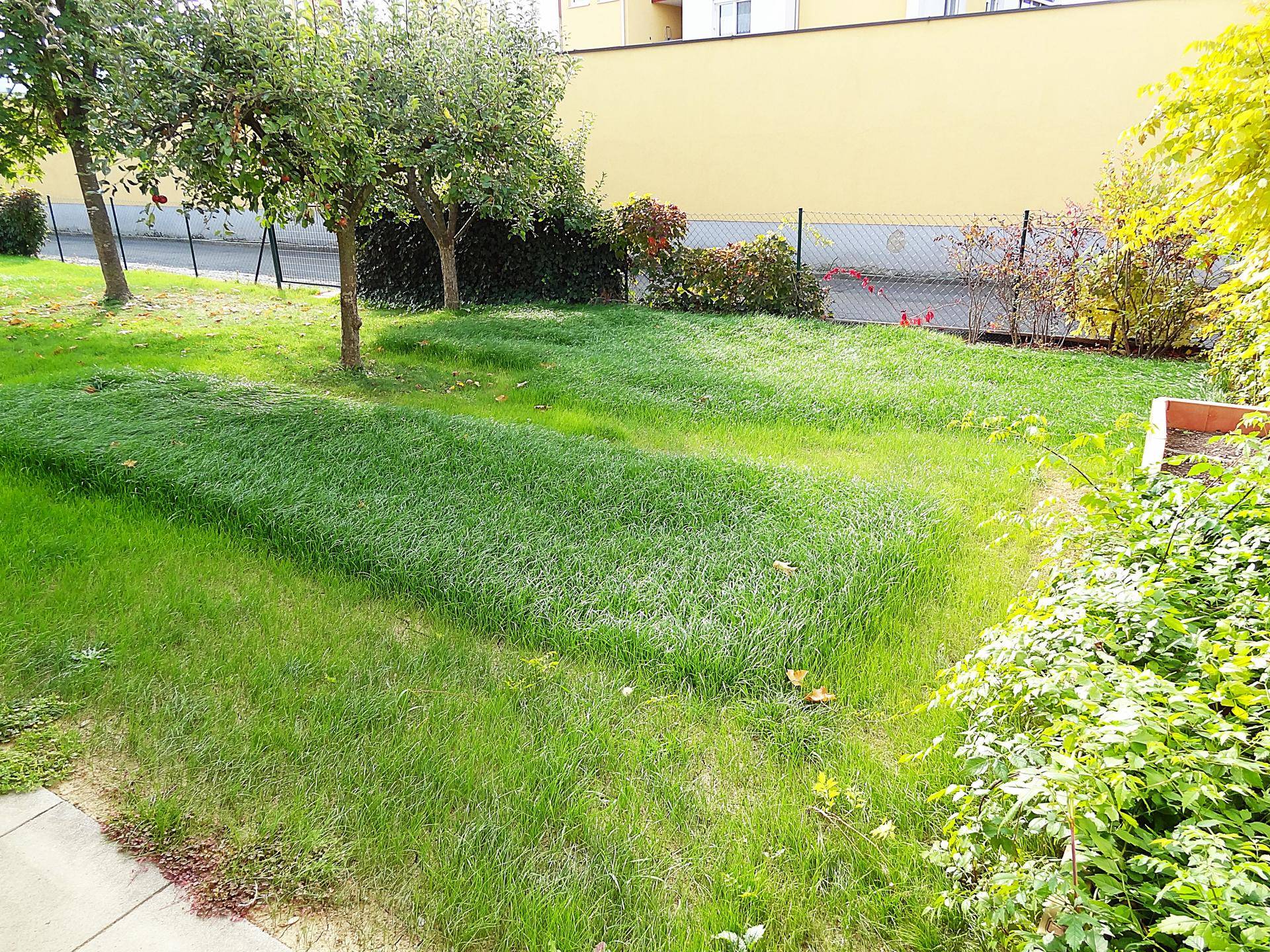 Üppige grüne Rasenfläche mit Bäumen und Sträuchern, umgeben von einem Zaun.