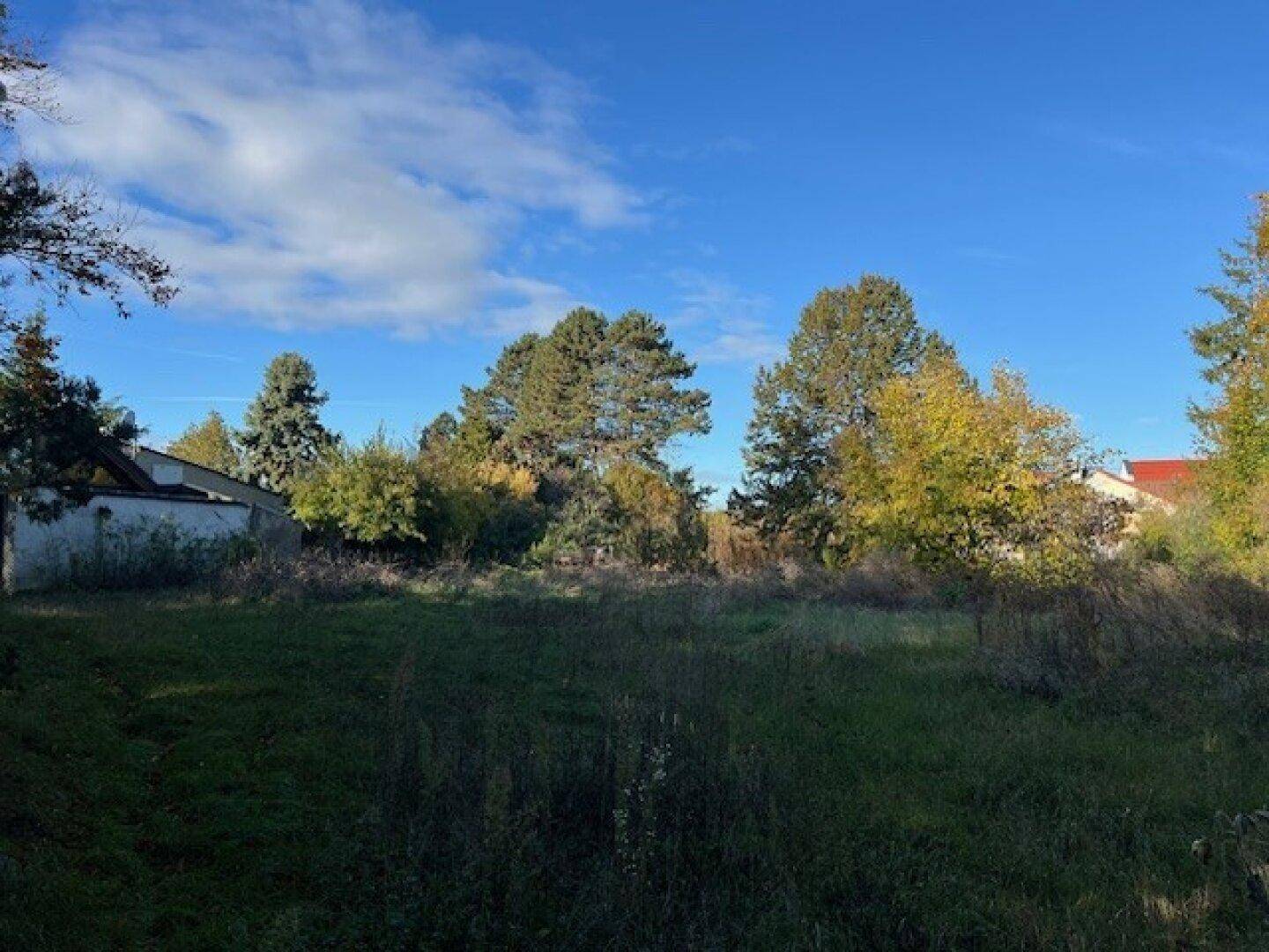 Weitläufiges, naturbelassenes Grundstück mit hohem Gras und Bäumen unter einem klaren blauen Himmel.