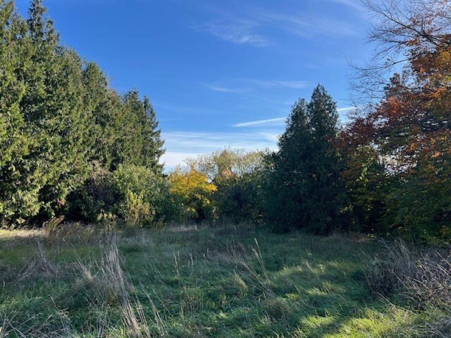 Weitläufiges, naturbelassenes Grundstück mit hohem Gras und dichten Baumgruppen unter strahlend blauem Himmel.