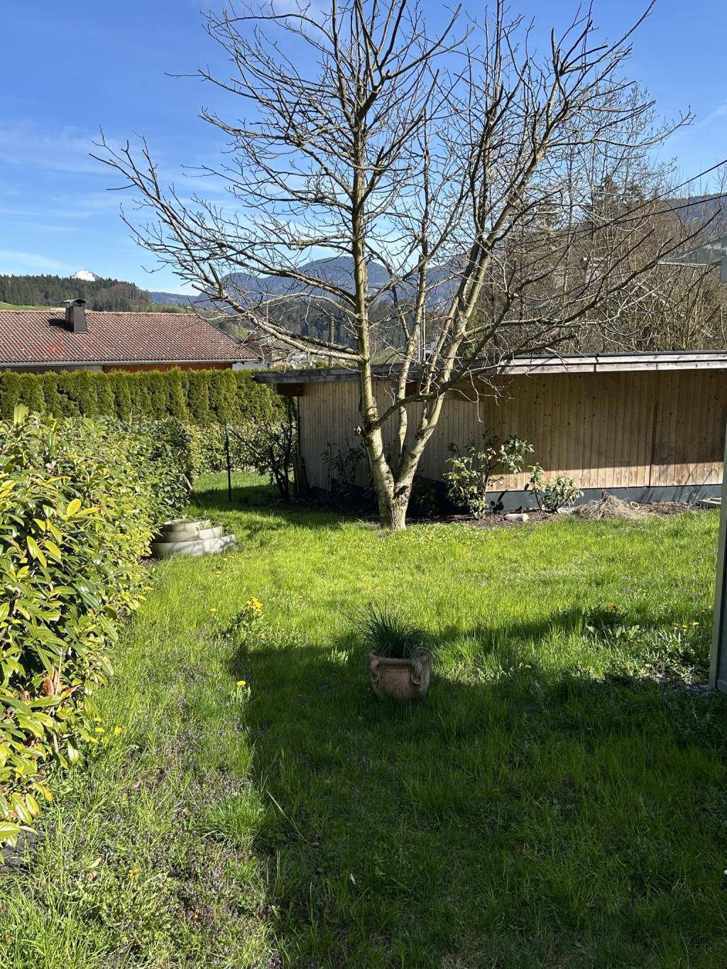 Garten mit schönem Wallnussbaum