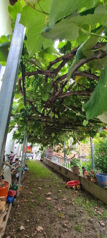 Überdachter Gartenweg mit Weinreben und Grünpflanzen, ideal für Schatten.