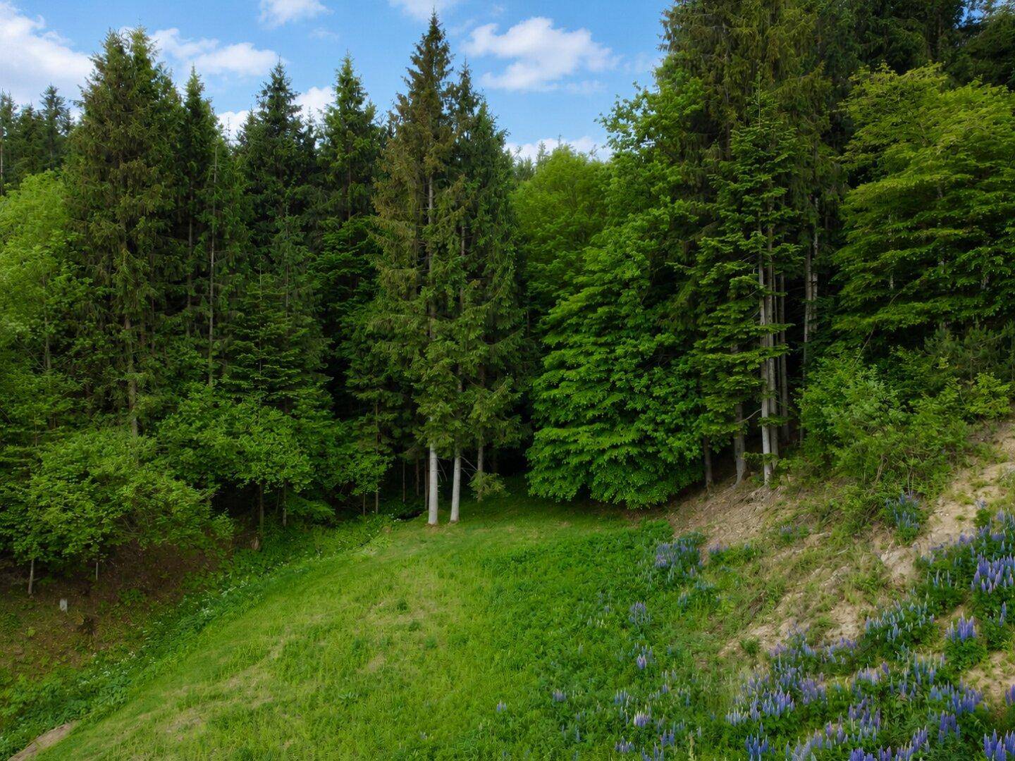 Detailaufnahme eines bewaldeten Hügels mit grüner Wiese und blühenden Wildblumen.