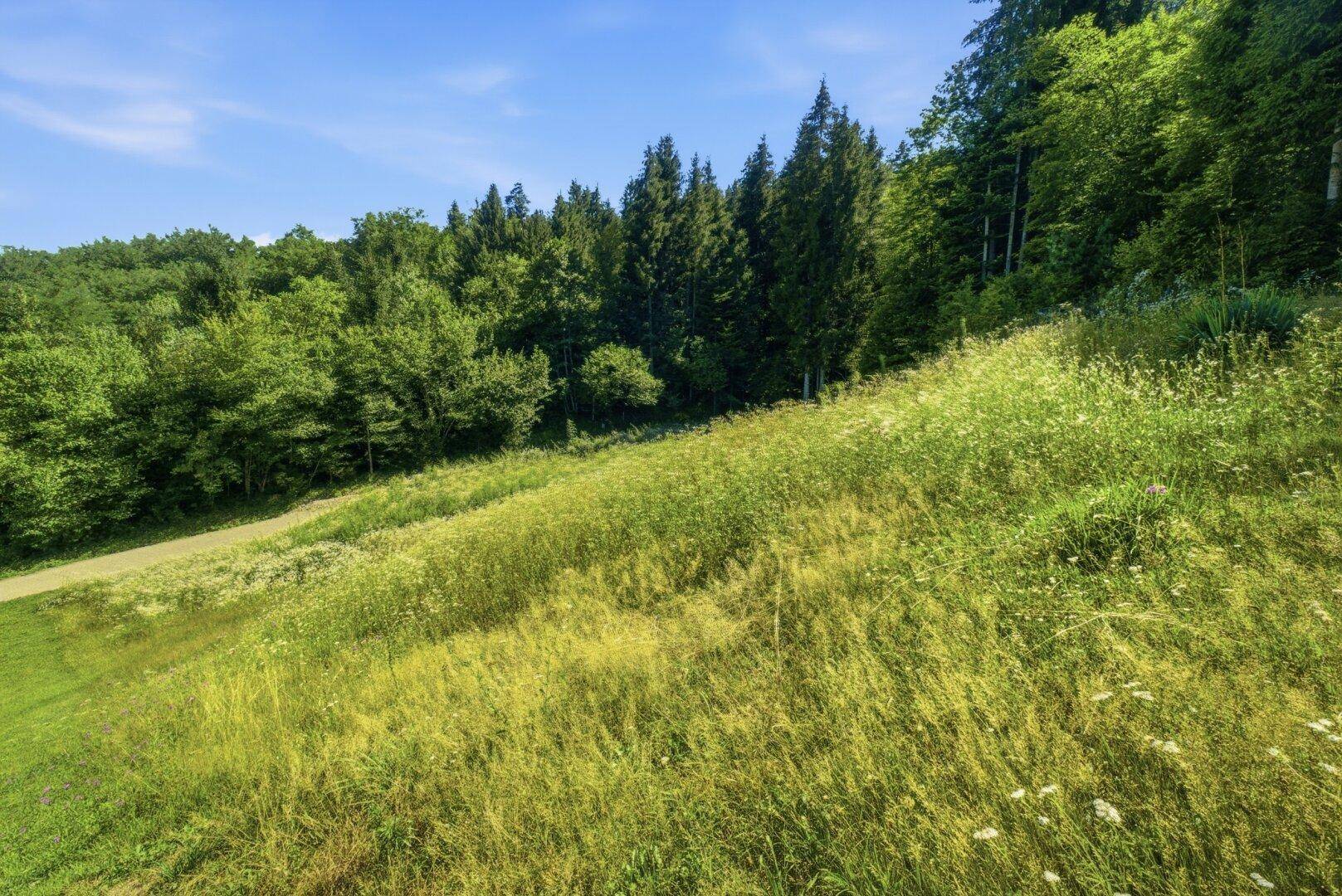 Grüne Wiesenlandschaft mit sanft abfallendem Gelände und dichtem Wald am Horizont.