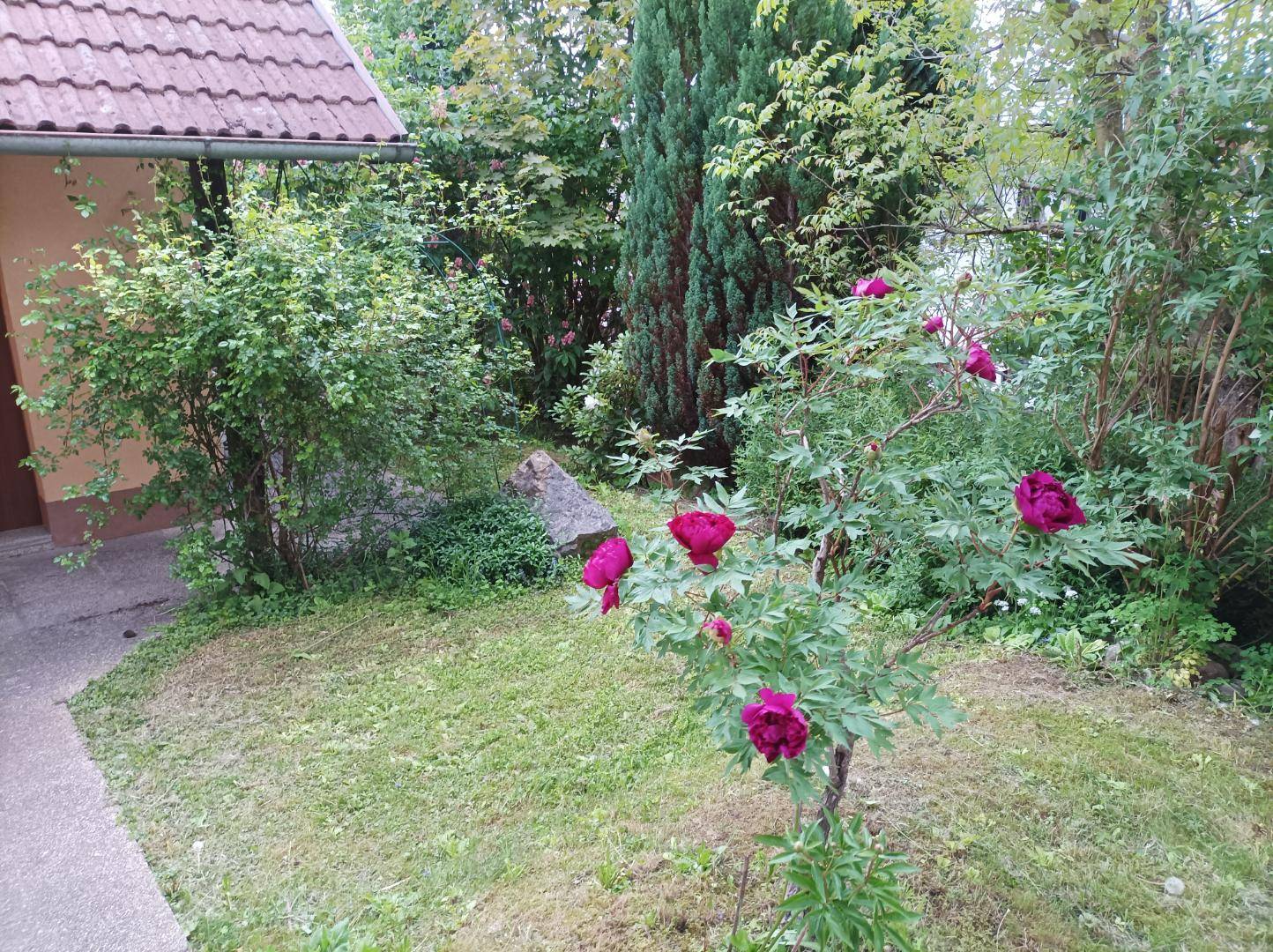 Gepflegter Gartenbereich mit grünem Rasen und blühenden Sträuchern, darunter eine schöne Pfingstrose.