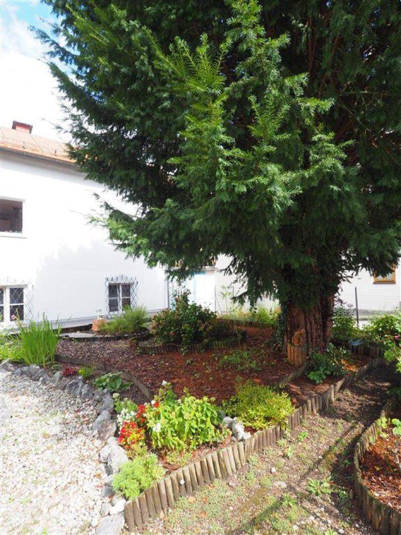 Detailansicht des Gartens mit einem großen Baum, Blumenbeeten und Kiesweg.