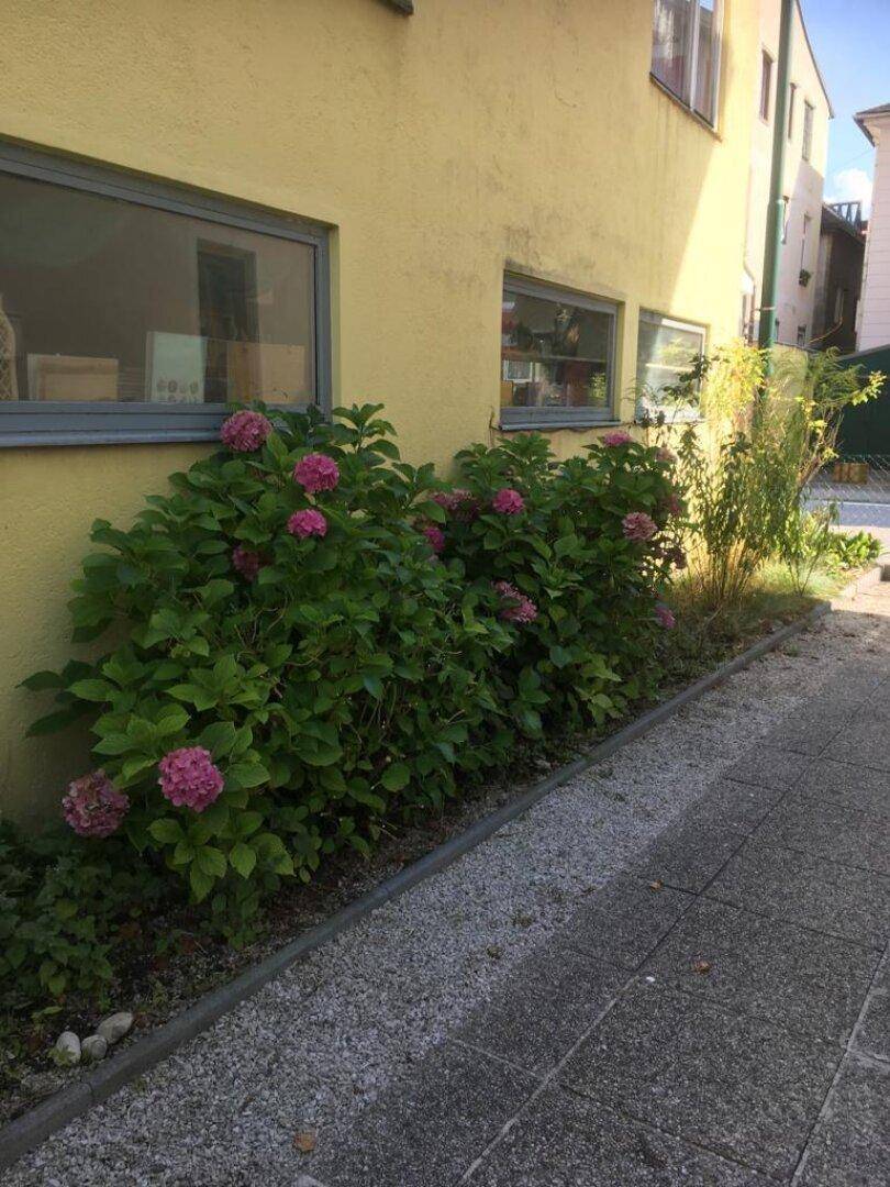 Blumenbeet mit rosa Hortensien entlang einer gelben Hauswand und Fenstern im Sonnenlicht.