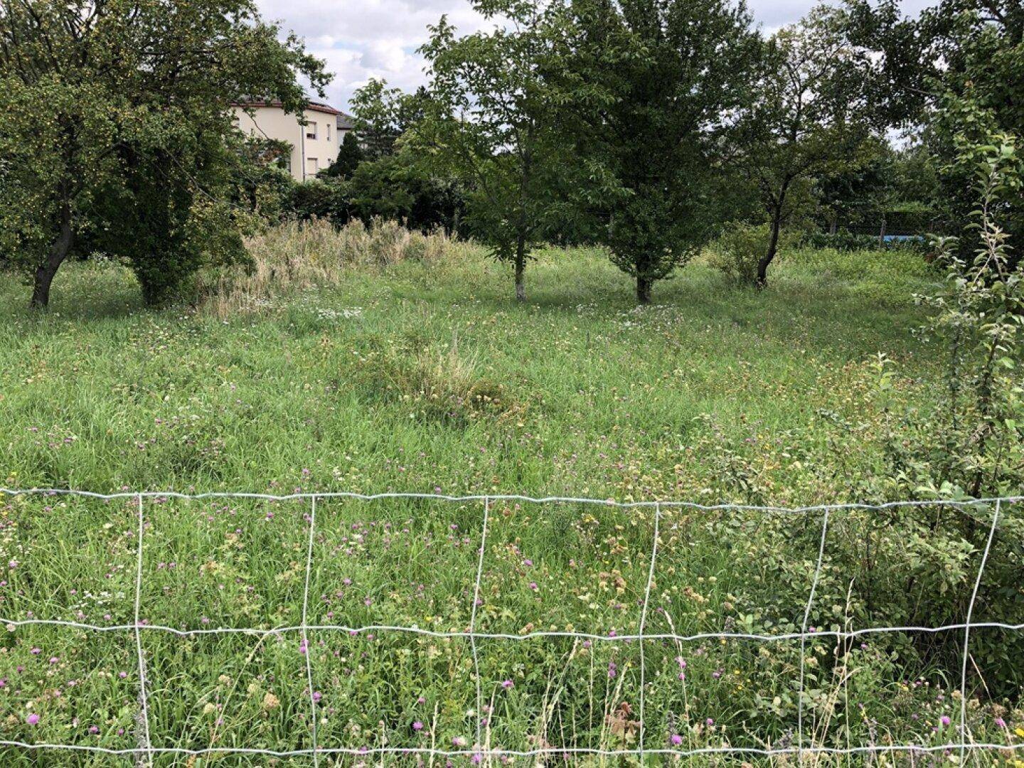 TRAUMHAFTES BAUGRUNDSTÜCK IN PERCHTOLDSDORF FÜR IHR EIGENHEIM – pohled 3