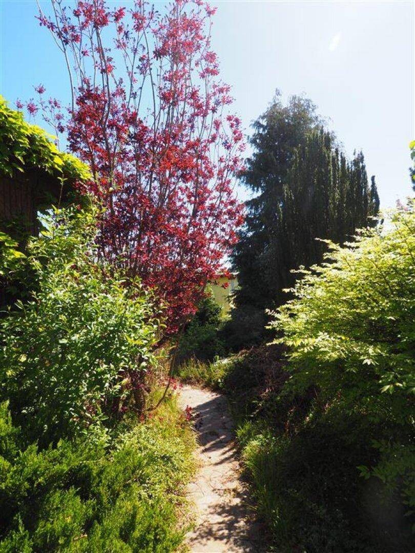Steinplattenweg führt durch einen sonnigen Garten mit einem auffälligen roten Baum und verschiedenen Sträuchern.