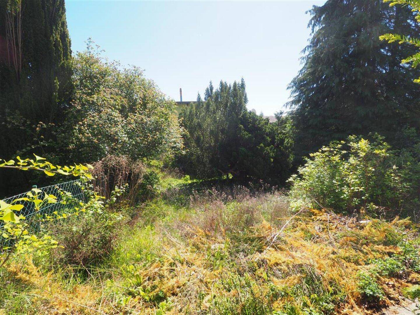 Weitläufiger, naturbelassener Gartenbereich mit hohem Gras und verschiedenen Bäumen unter klarem Himmel.