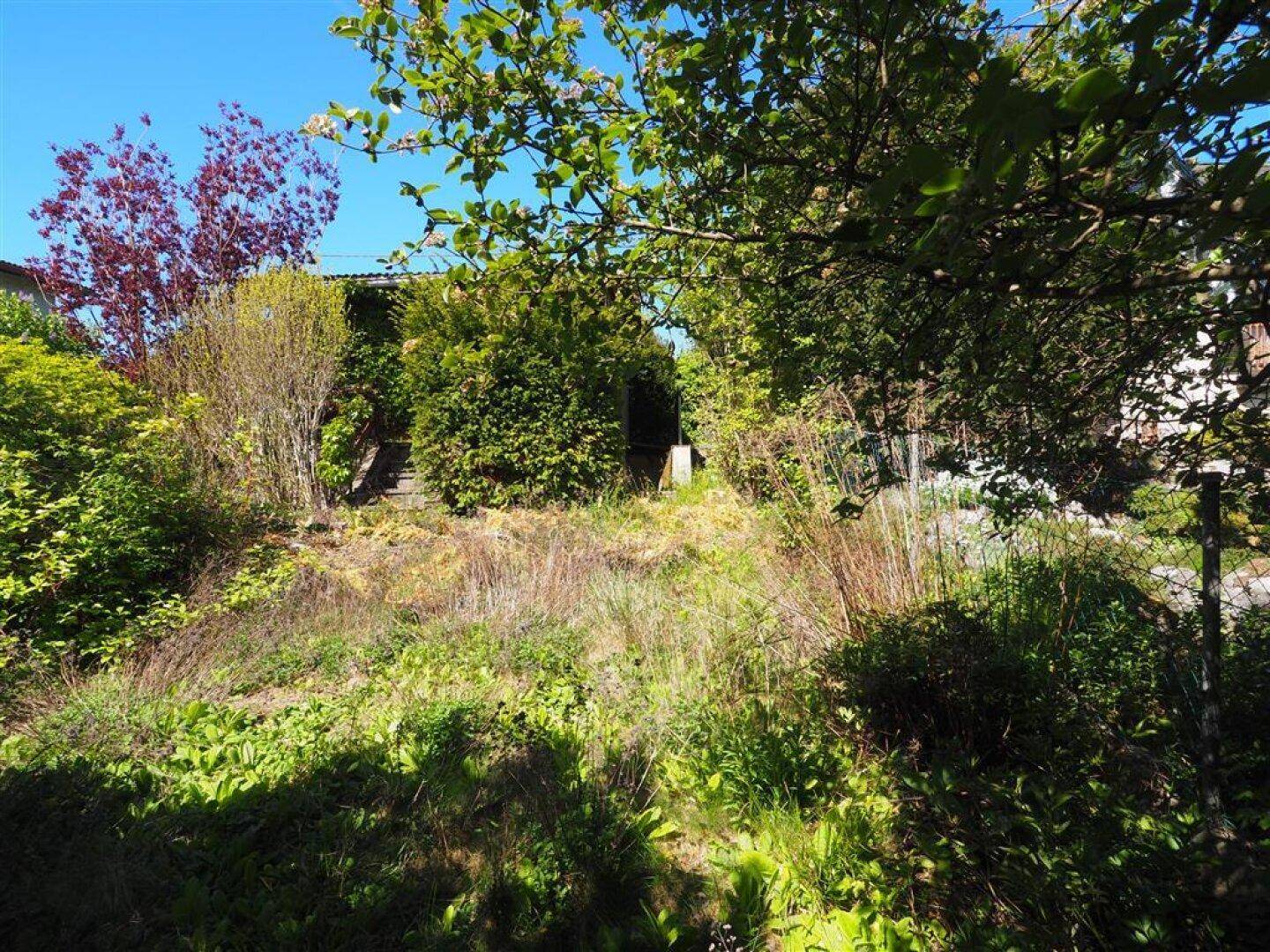 Sonniger Gartenbereich mit üppiger Vegetation, hohen Gräsern und Bäumen, die ein Gebäude im Hintergrund verdecken.