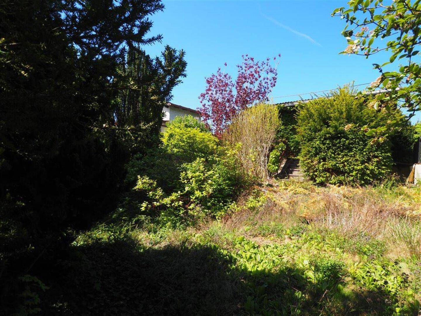 Natürlicher Garten mit dichtem Grün, Sträuchern und einem roten Baum, der im Sonnenlicht leuchtet.