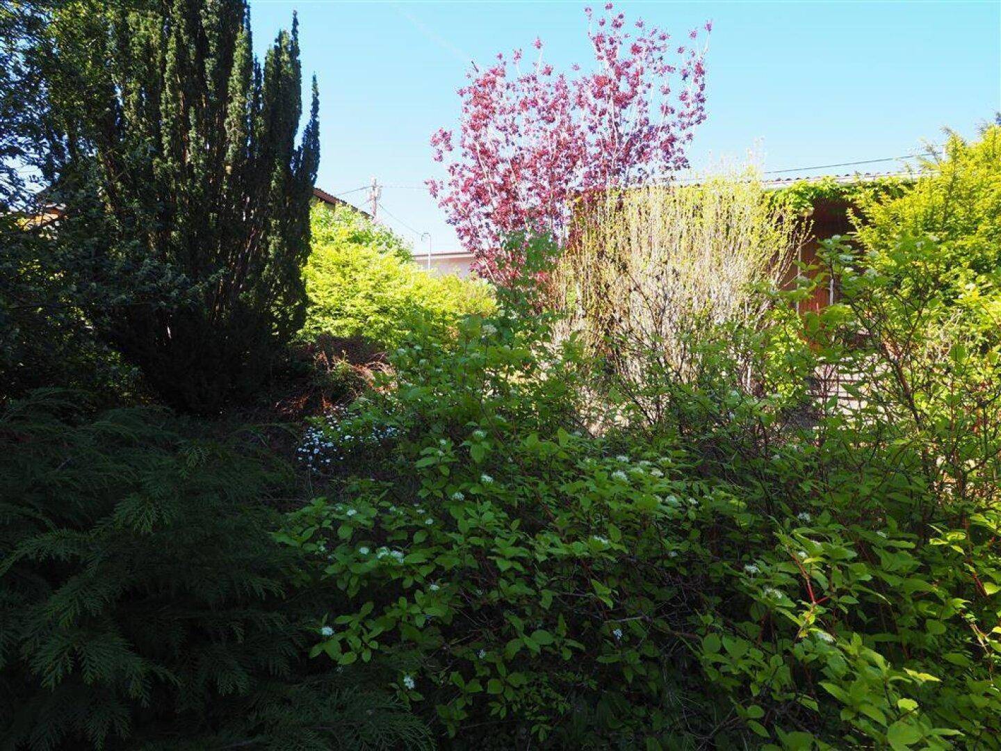 Vielfältiger Gartenbereich mit verschiedenen Pflanzen, Sträuchern und einem markanten roten Baum unter blauem Himmel.