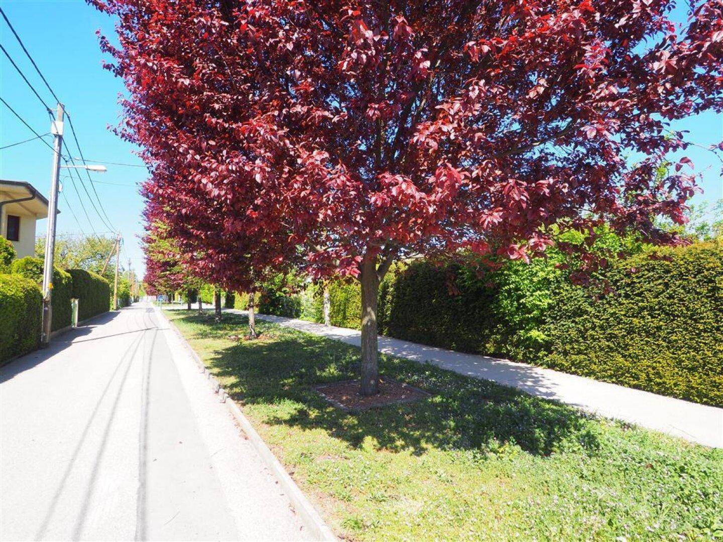Ruhige Wohnstraße mit einer Allee aus Bäumen mit roten Blättern und gepflegten Hecken entlang des Gehwegs.