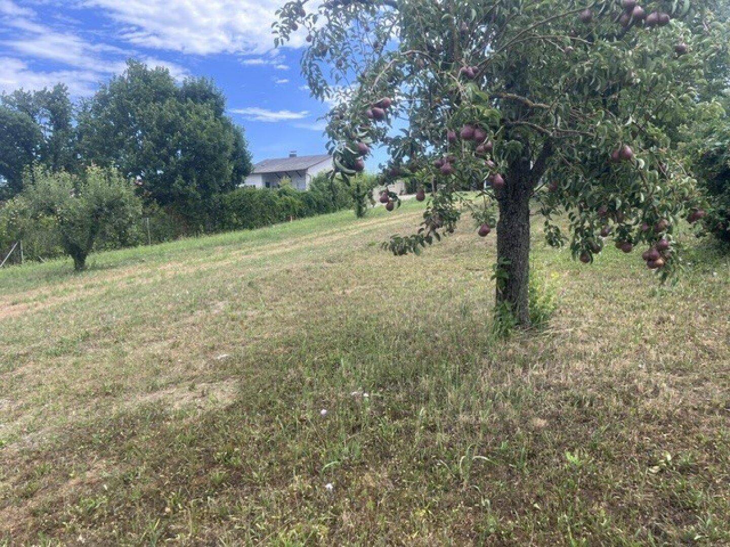 Grünes Grundstück mit einem Obstbaum im Vordergrund und einem Haus im Hintergrund unter blauem Himmel.