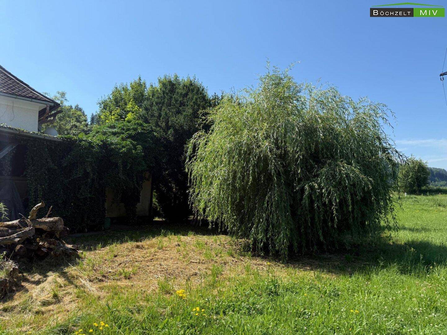 Große, offene Grünfläche mit einem markanten Weidenbaum und Holzstapel, ideal für Entspannung im Freien.