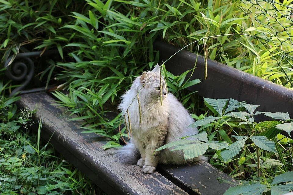Katze