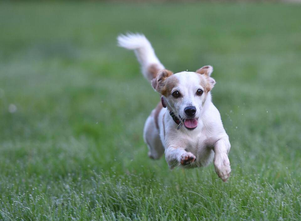 Hund