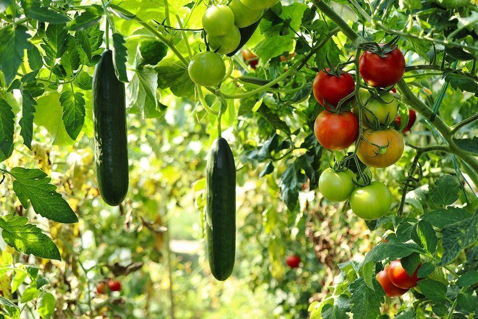 Gemüsegarten