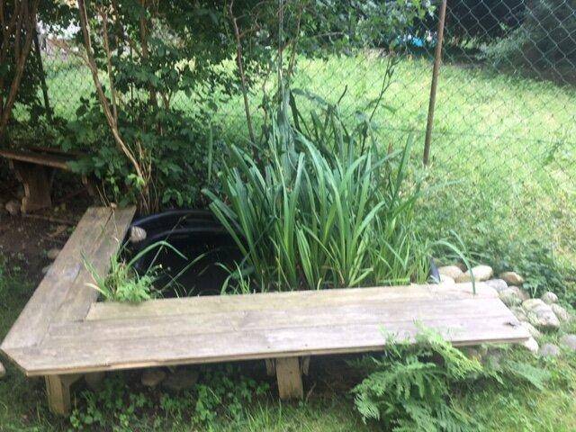 Kleiner Gartenteich mit Holzumrandung und üppiger Bepflanzung im Grünen, eine Oase der Ruhe.