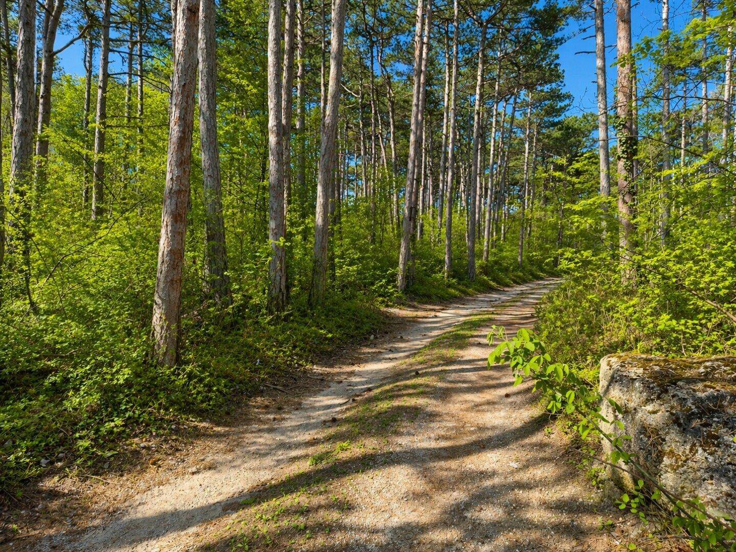Idyllischer Waldweg führt durch einen sonnigen Wald mit hohen Bäumen und üppigem Grün.
