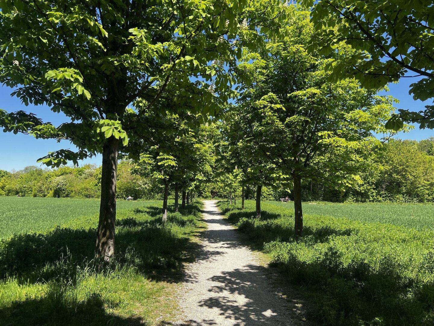 Idyllischer Spazierweg gesäumt von Bäumen durch eine grüne Feldlandschaft.